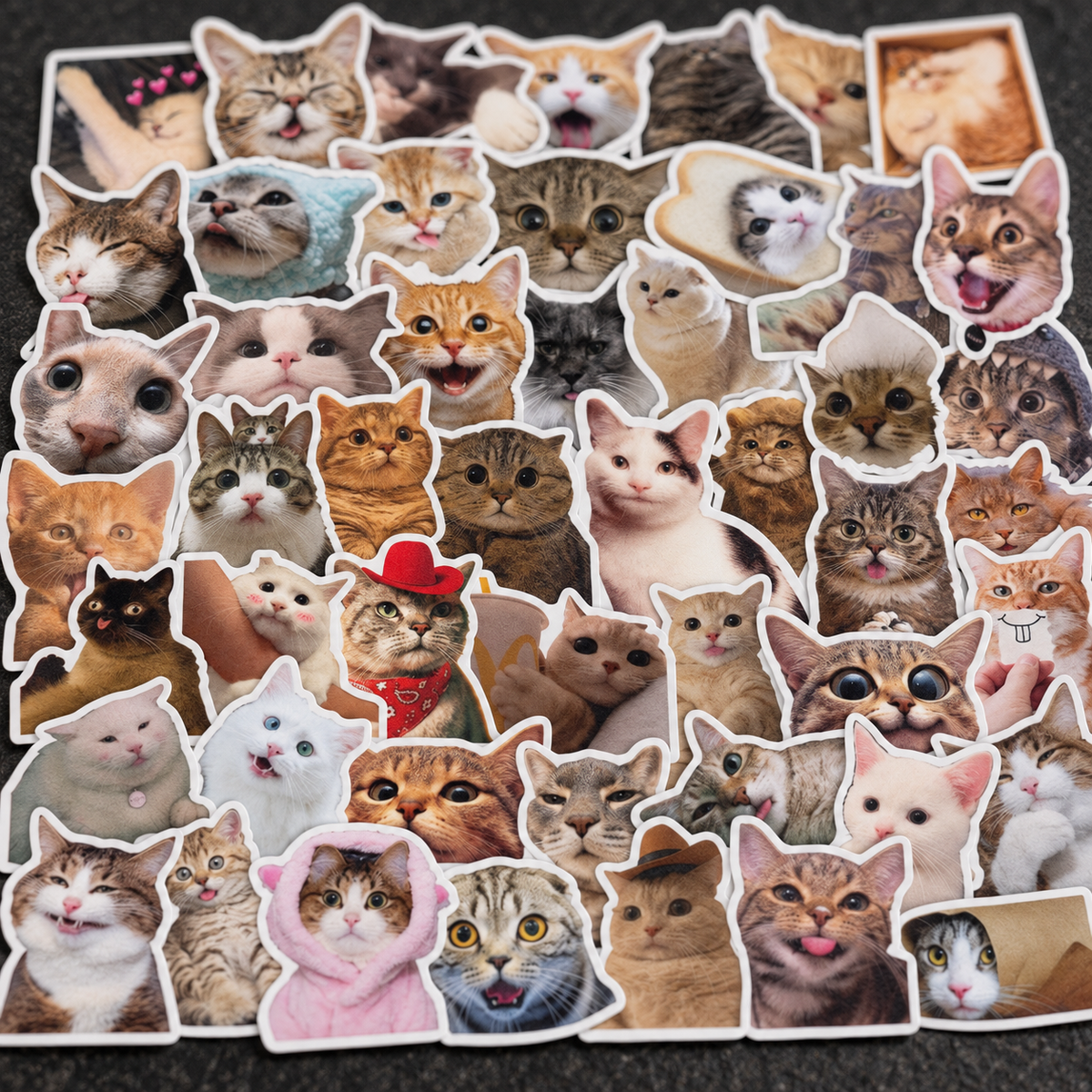 Cats - 50pcs