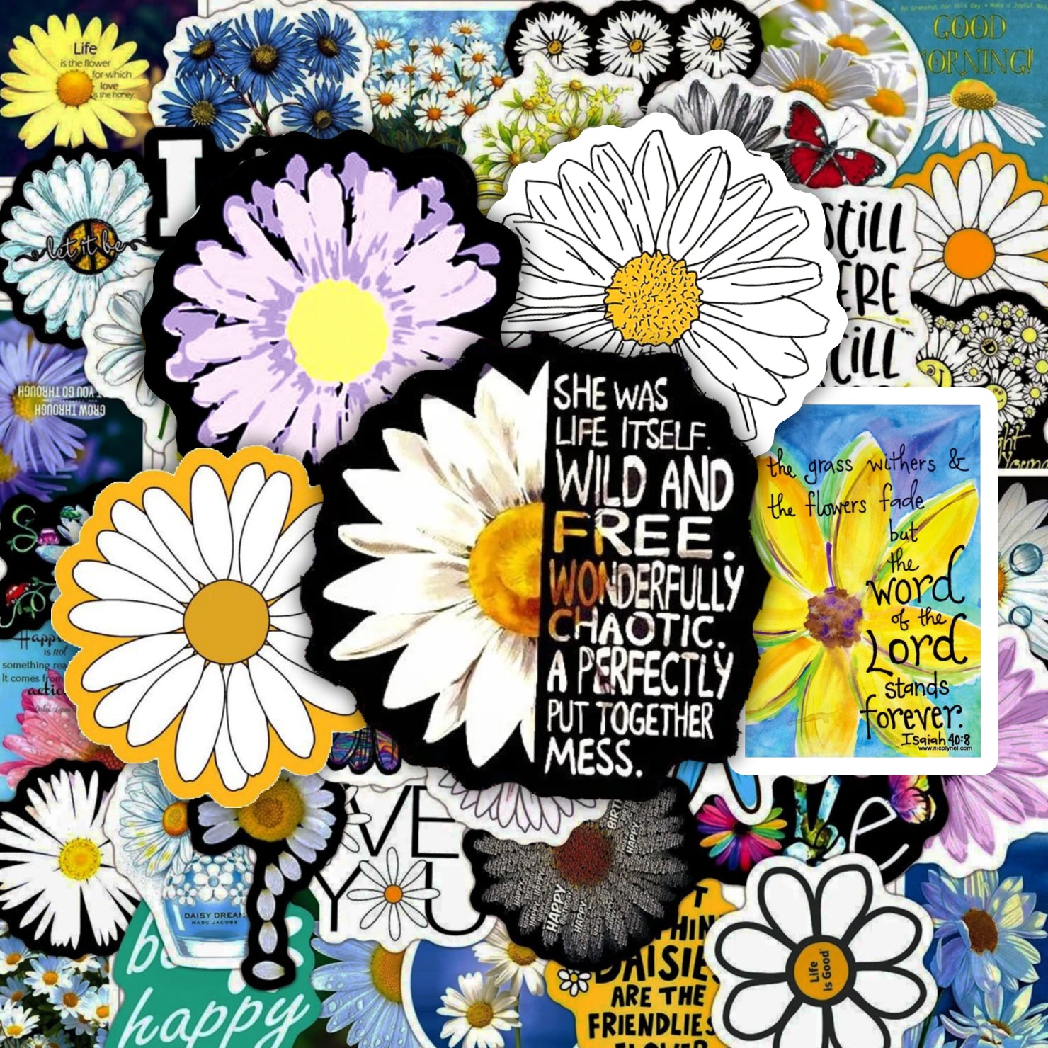 Daisies Pack - 50pcs